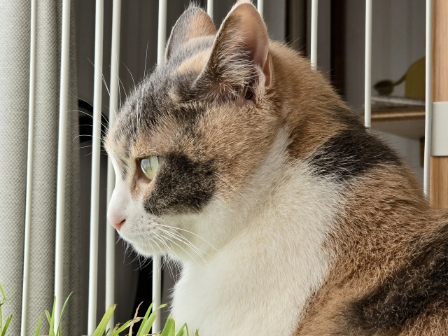 猫毛のヘアケア